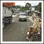 India Dirt Road Trucking